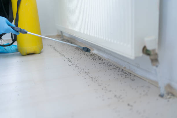 Best Flea Control Services  in Sea Ranch, CA
